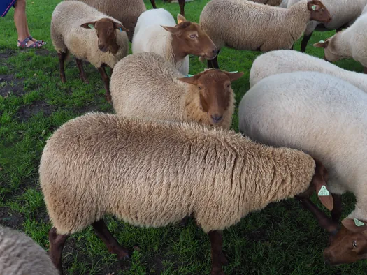Openluchtmuseum Bokrijk (België)